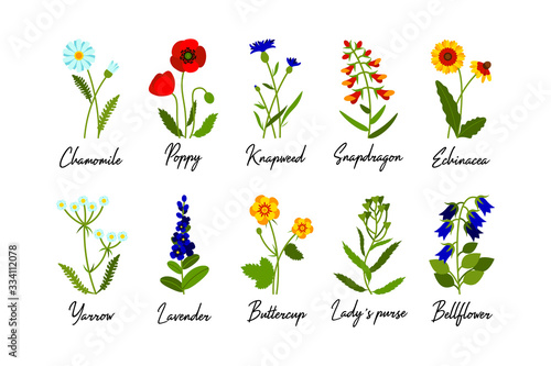 Set of wild field flowers with names isolate on white background. Colorful vector illustration
