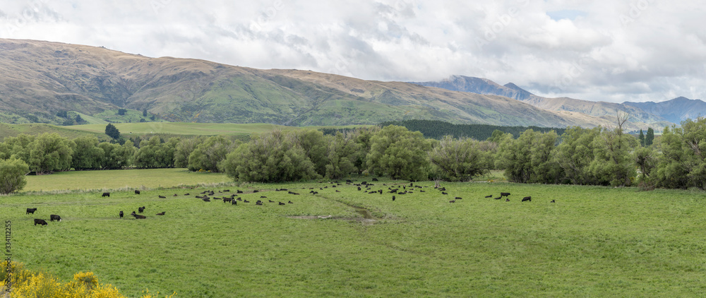cow herd in green hilly landscape, near Garston, Southland, New Zealand