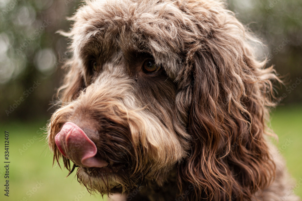 labradoodle labradoodle