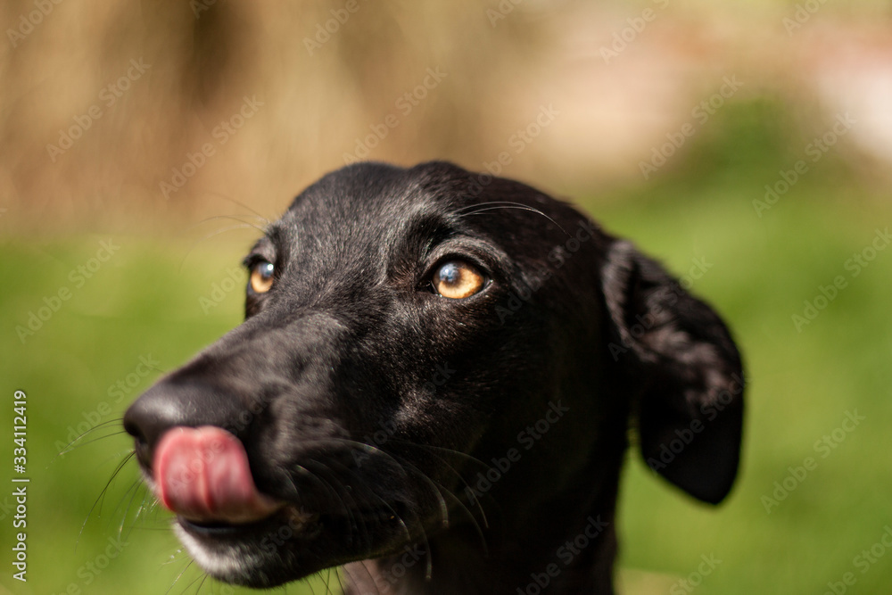 Black Whippet Black Whippet