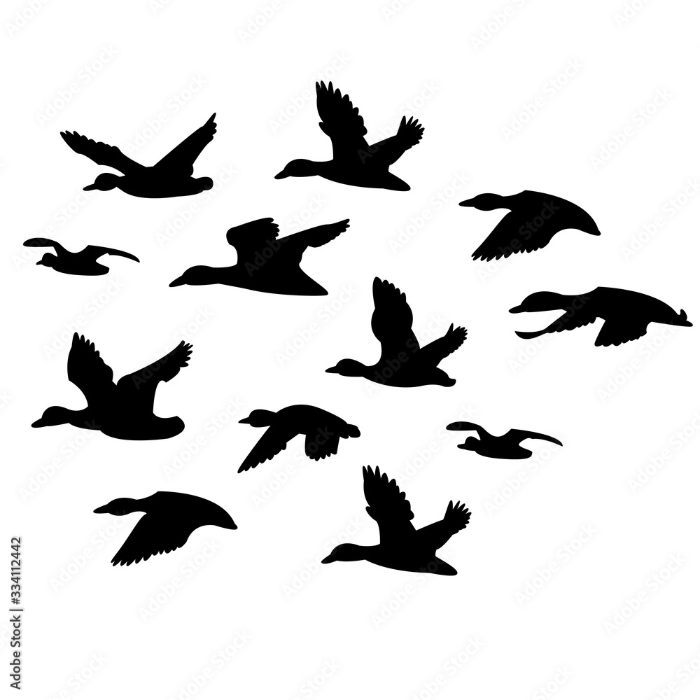 flock of black ducks flying on a white background flock of black ducks flying on a white background