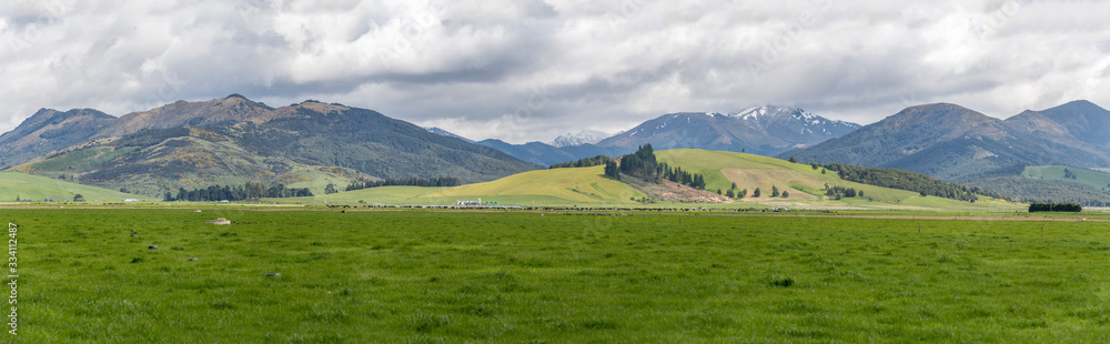 myriads of livestock in geen landscape, near Five Rivers, Southland, New Zealand