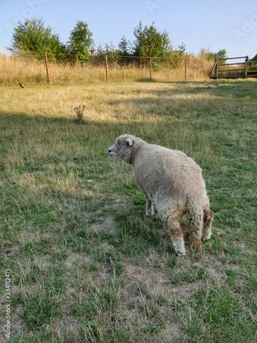 Sheep on sunny grass