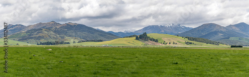 myriads of livestock in geen landscape, near Five Rivers, Southland, New Zealand