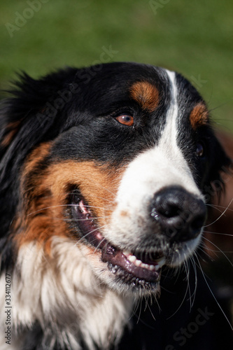 bernese