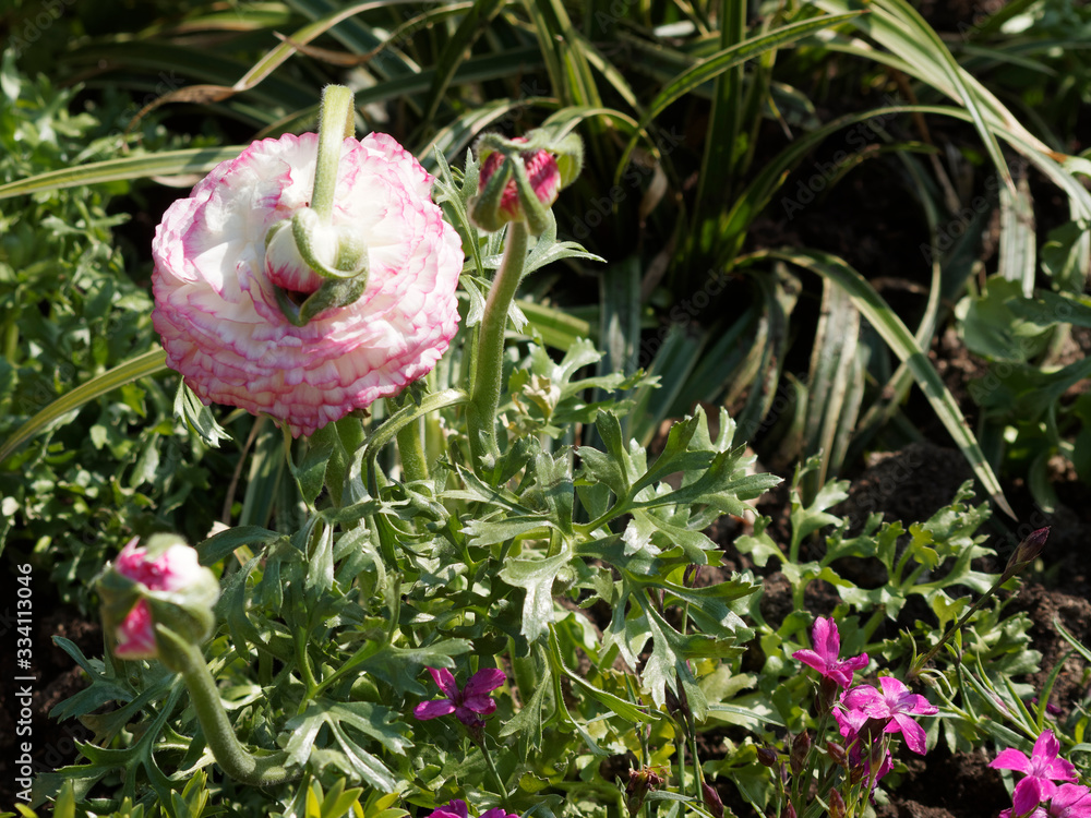 Ranunculus asiaticus) Renoncule des fleuristes ou renoncule asiatique aux  pétales bicolore blanc et rose Stock Photo | Adobe Stock