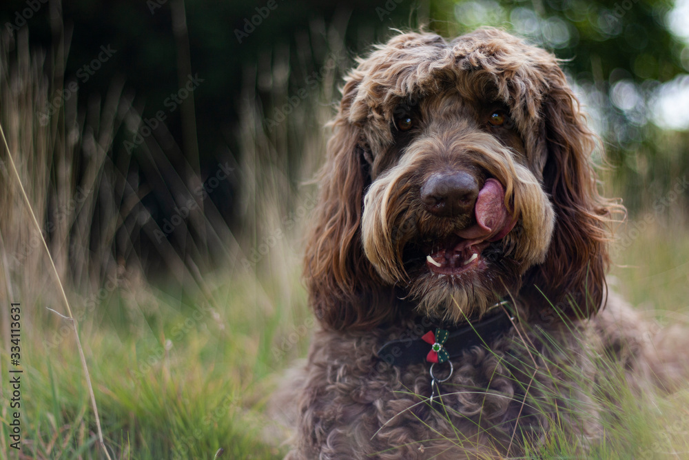 Fototapeta premium labradoodle