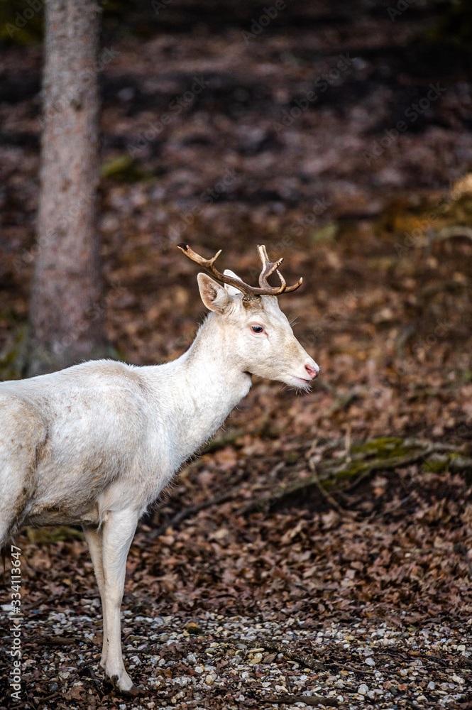 Natural scene of rare white albino deer. Natural scene of rare white albino deer.