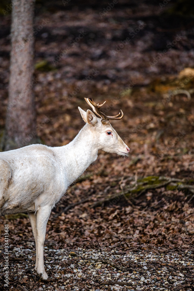 Natural scene of rare white albino deer. Natural scene of rare white albino deer.