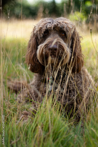 labradoodle