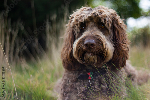 labradoodle