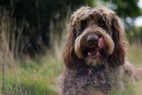 labradoodle