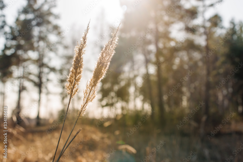 Fototapeta premium Dry reed (cane) at sunset by the river in the forest with beautiful yellow golden sunlight and bokeh of the forest