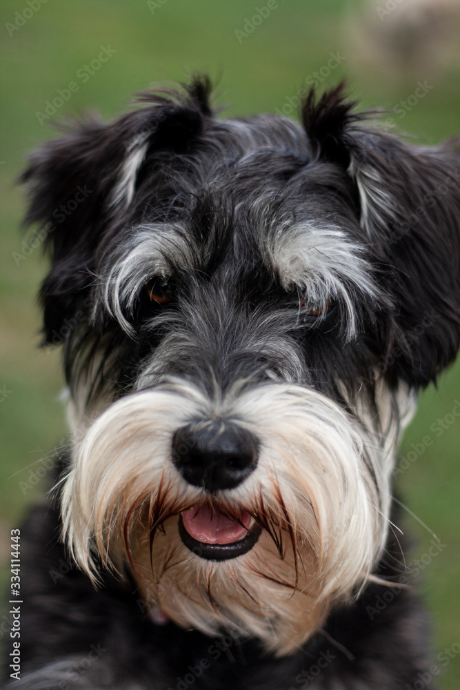 schnauzer in nature