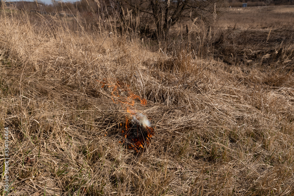 Obraz premium Burning dry grass and reeds. Cleaning the fields and ditches of the thickets of dry grass. start of burning