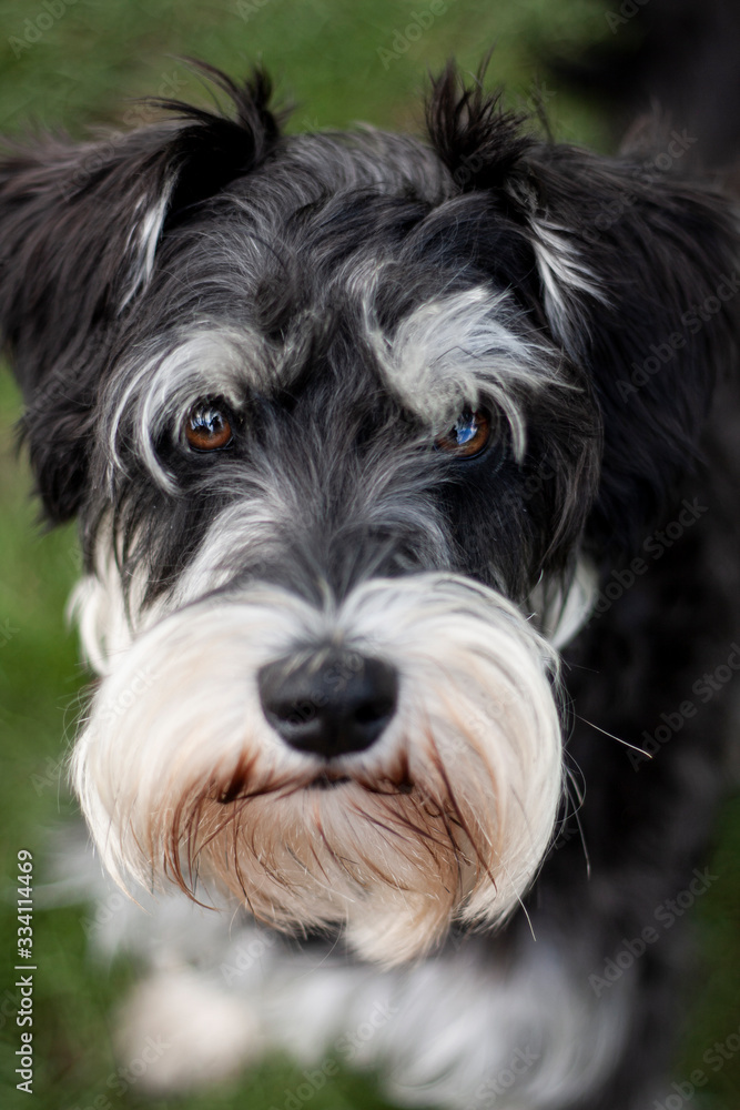 schnauzer in nature