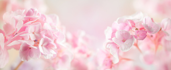 Spring or summer floral composition made of fresh hydrangea flowers on light pastel background. Festive flowers concept with copy space. Soft focus, macro photography.