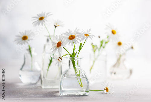 Beautiful daisy flowers in glass vases on light background. Floral composition in home interior.