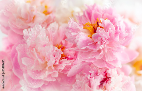 Fototapeta Naklejka Na Ścianę i Meble -  Beautiful peony flowers close-up, macro photography, soft focus. Spring or summer floral background.