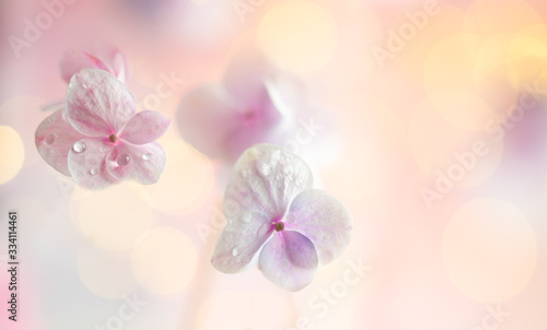 Spring or summer floral composition made of fresh hydrangea flowers on light ...