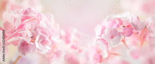Spring or summer floral composition made of fresh hydrangea flowers on light pastel background. Festive flowers concept with copy space. Soft focus, macro photography.