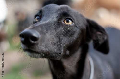 Whippet