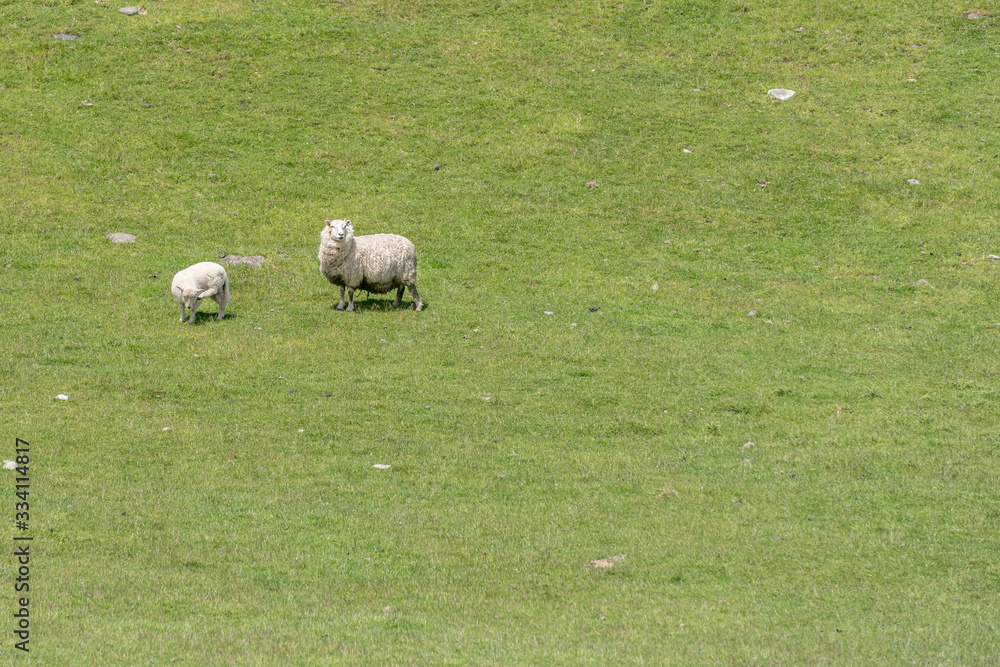Obraz premium flocculent sheep and lamb on green slope, near Manapouri, New Zealand