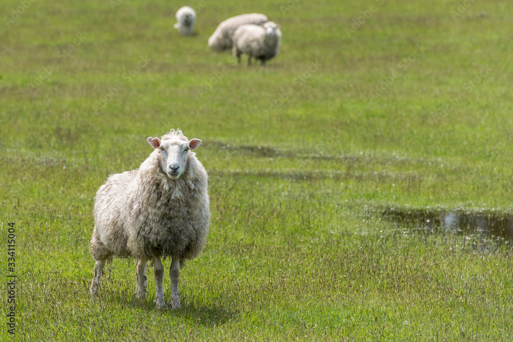 Fototapeta premium attentive bedraggled flocculent sheep, near Te Anau, New Zealand