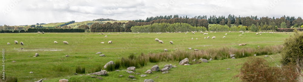 large sheep flock in green hilly countryside, near Te Anau, New Zealand large sheep flock in green hilly countryside, near Te Anau, New Zealand