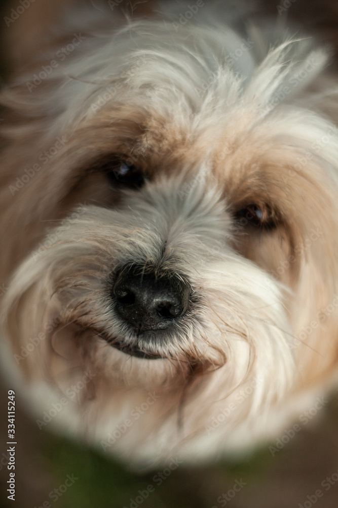 Tibetan Terrier