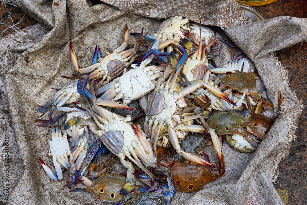 Fresh indian crabs in a fishermen market in Cochin, India