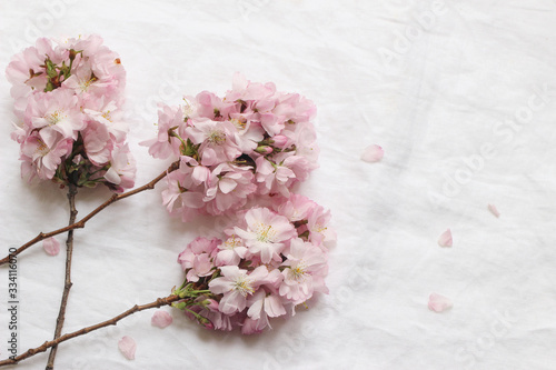 Spring feminine scene. Closeup of blossoming japanese cherry tree branches, pink petals on white linen table cloth background. Asian composition with sakura flowers, blooms. Top view.