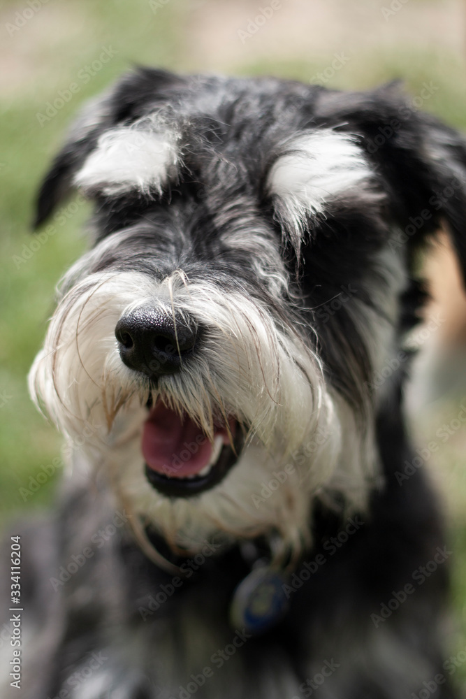 schnauzer