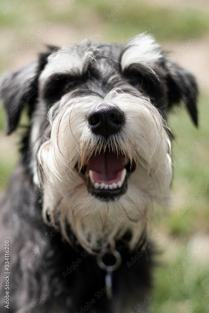 schnauzer schnauzer