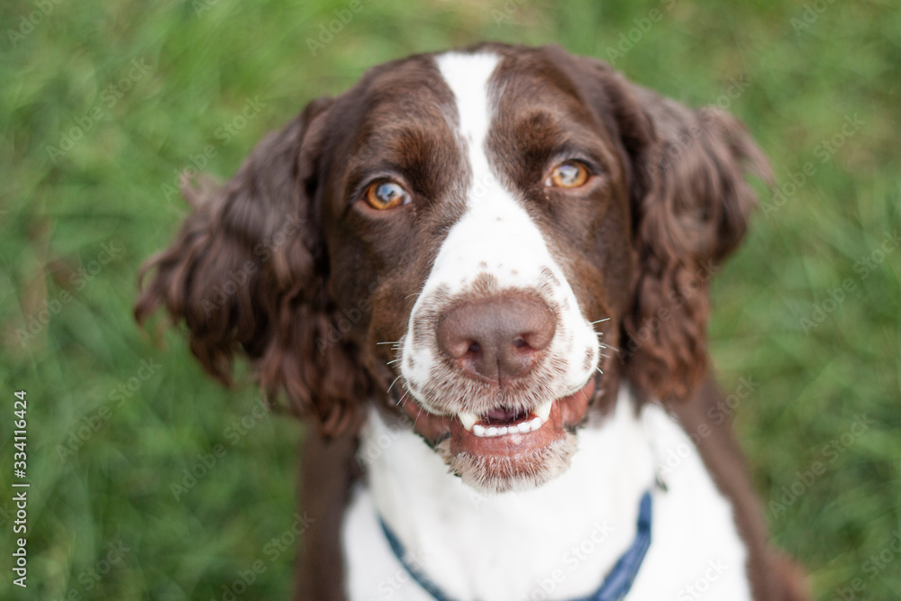 english springer spaniel english springer spaniel