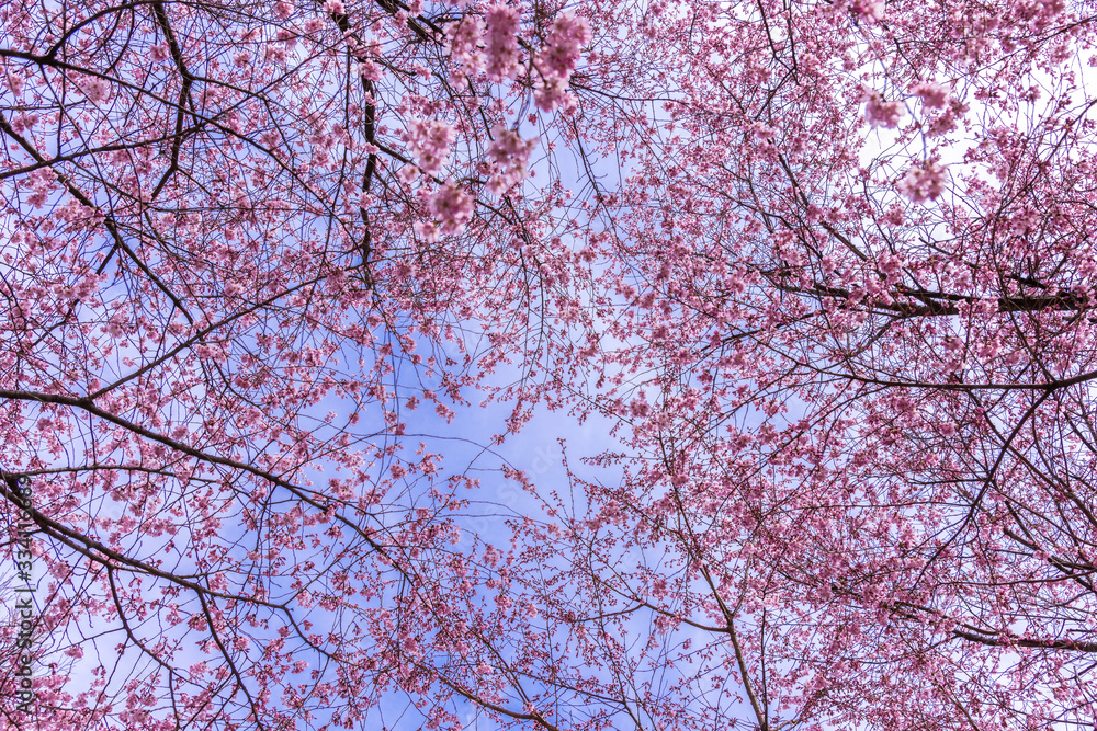 杜の都の桜