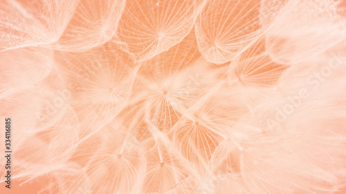 Color of the Year 2024 Peach Fuzz. Beautiful soft pink background. Water drops on a parachutes dandelion.