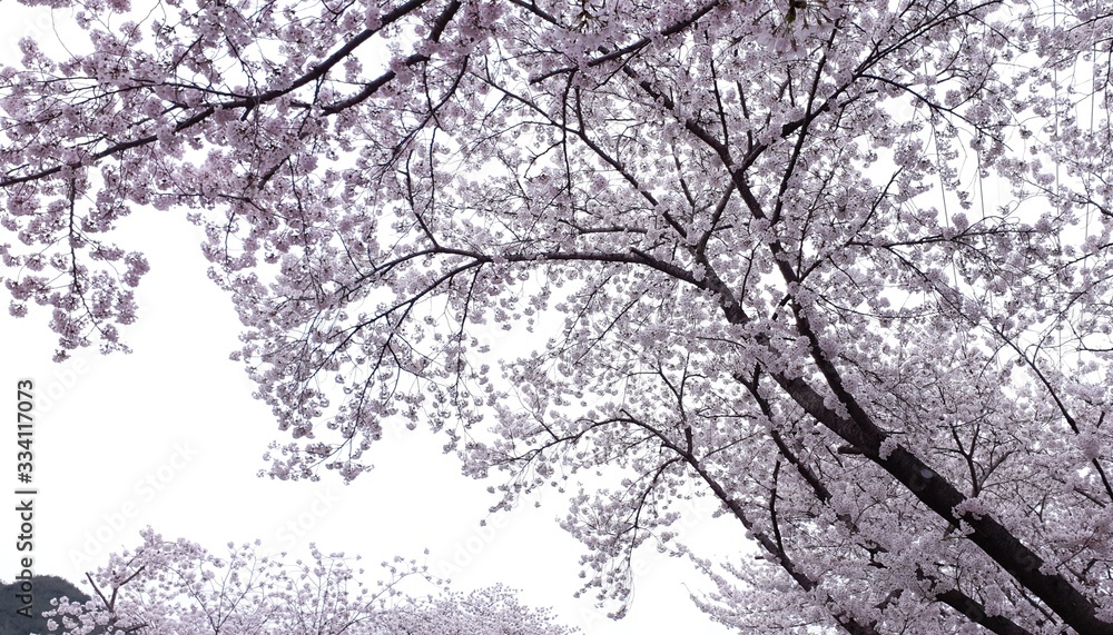 tree in winter