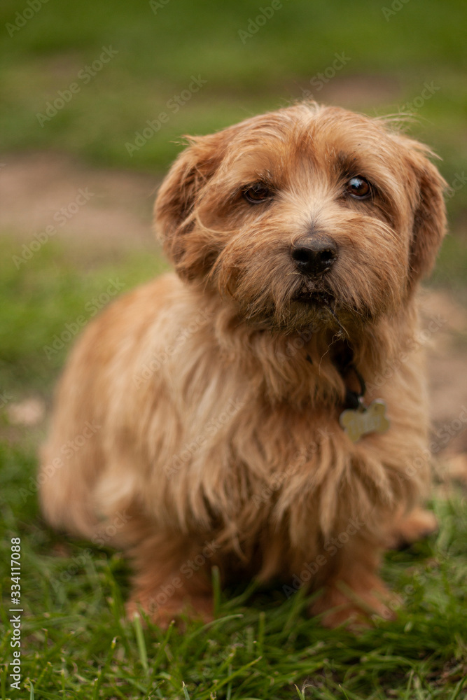 Norfolk Terrier Norfolk Terrier
