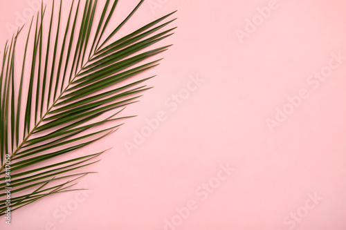 Green leaf of palm tree on pink background, top view