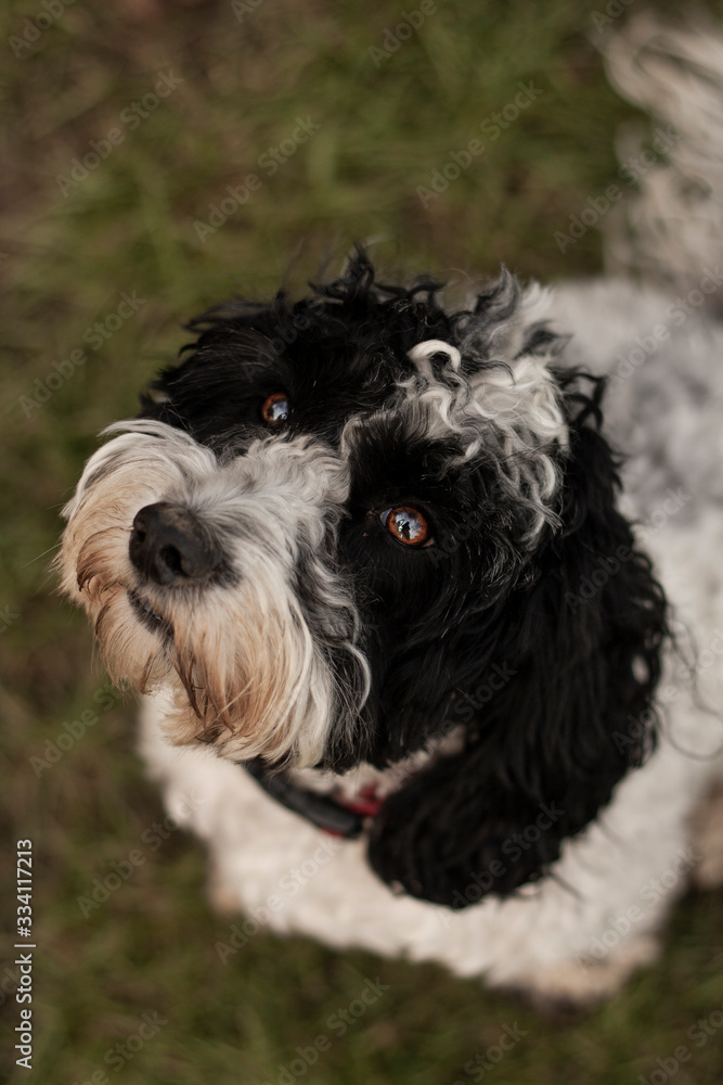 Fototapeta premium Puppy
