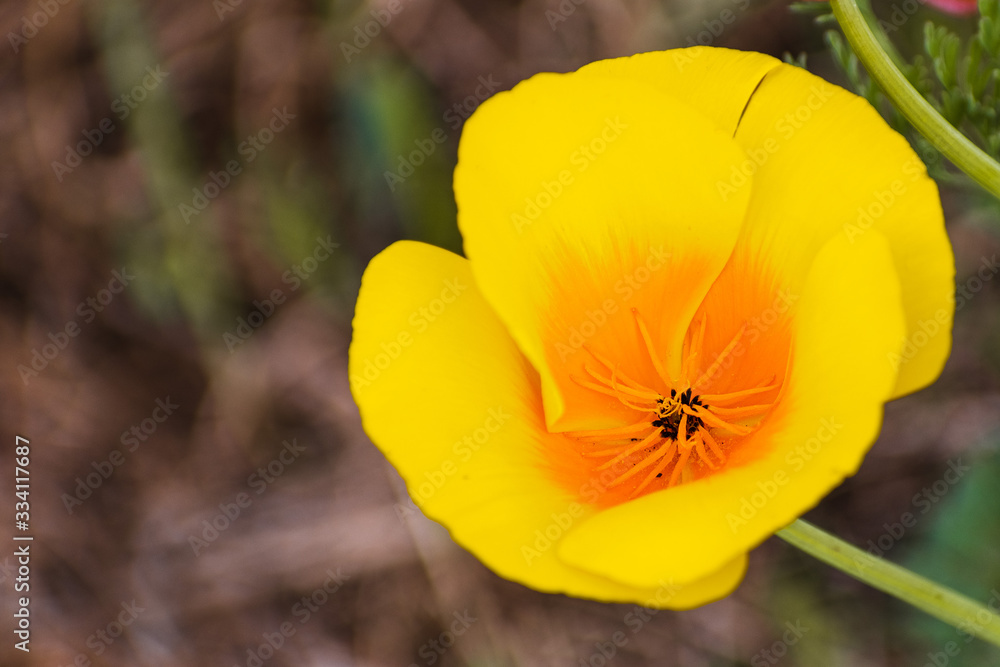 Close up of California Poppy (Eschscholzia californica) growing on a meadow, San Jose, South San Francisco bay, California Close up of California Poppy (Eschscholzia californica) growing on a meadow, San Jose, South San Francisco bay, California