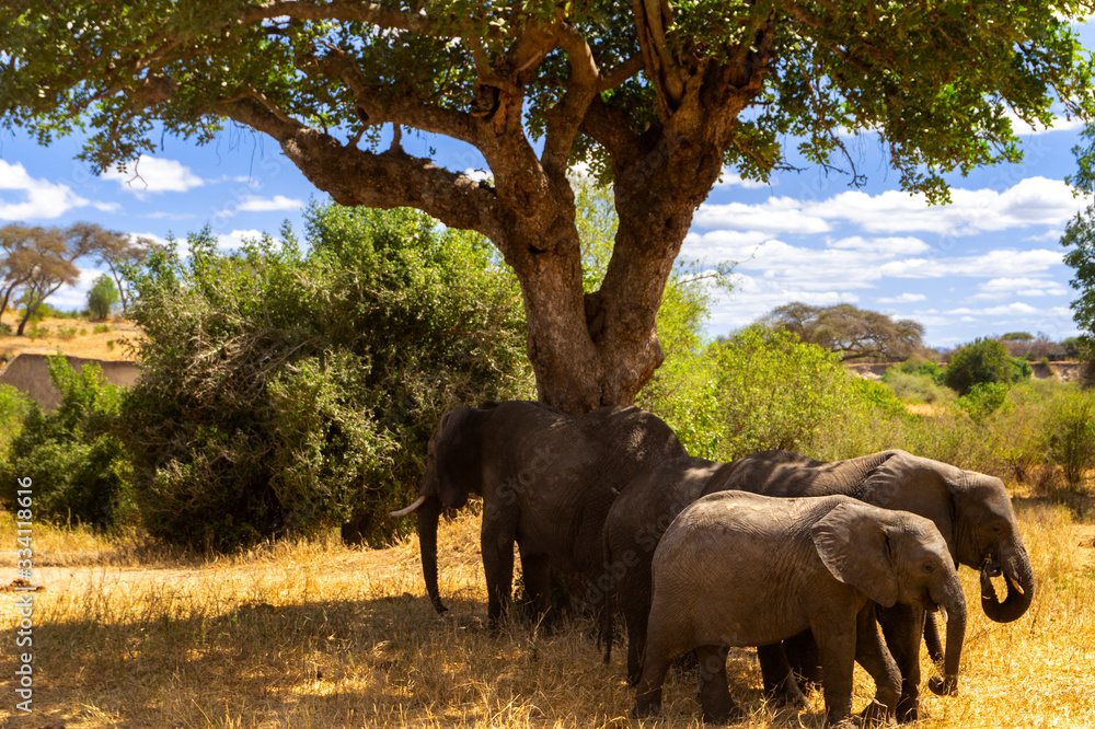 Fototapeta premium Elephants under a tree Serengeti Tanzania