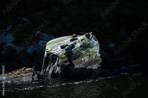 Nice close-up of the sea lions in Milford Sound taken on a sunny spring day, New Zealand photo