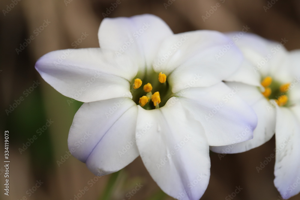 Obraz premium ハナニラの白い花