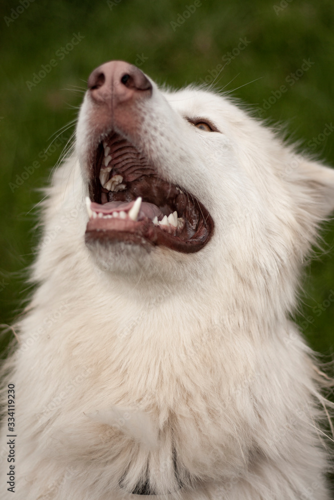 Obraz premium Alaskan White Malamute