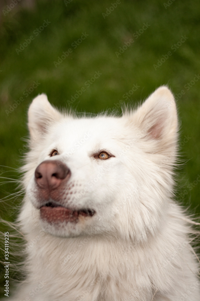 Fototapeta premium Alaskan White Malamute