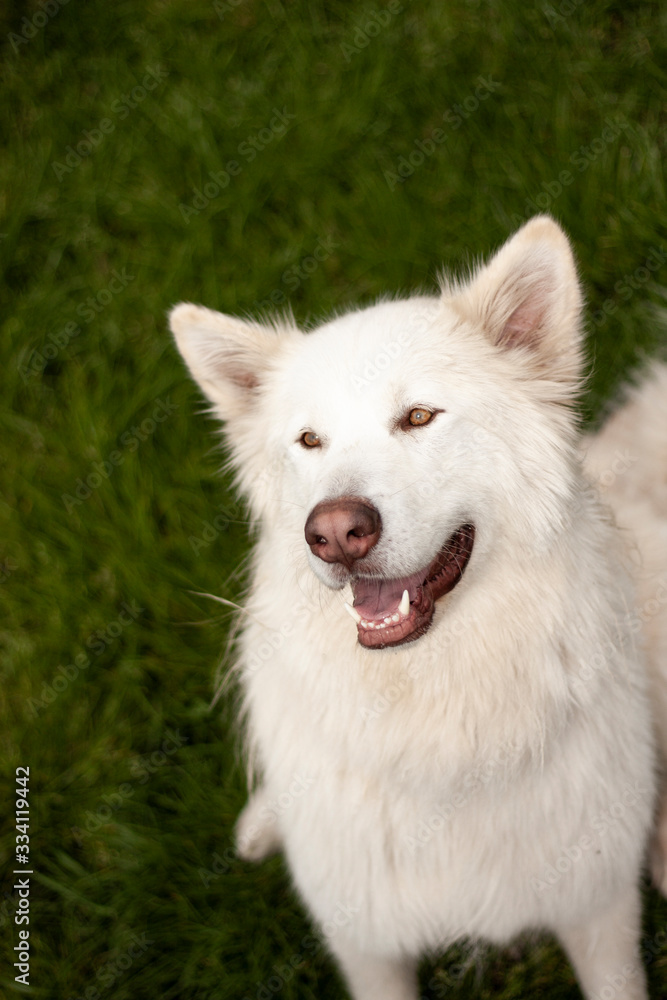 Alaskan White Malamute