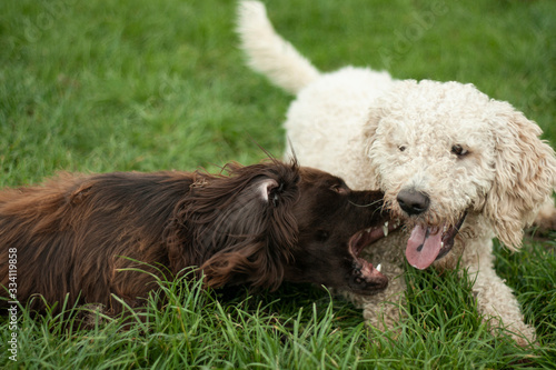Two dogs are playing