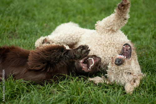 Two dogs are playing